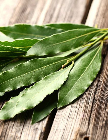 Essential Oil - Eucalyptus Globulous (Australia) 12 ml, 36 ml or 50 ml