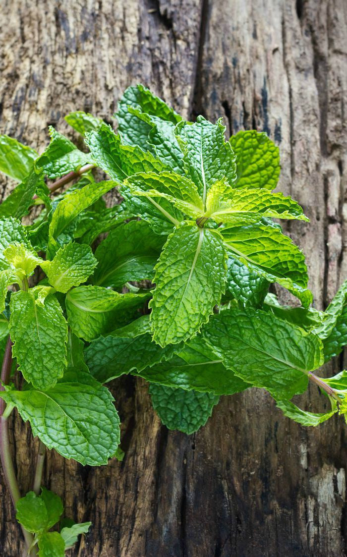 Essential Oil - Peppermint (India) 12 ml, 36 ml or 50 ml