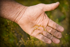 Three Farmers Camelina Oil