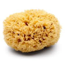 Sea Sponge